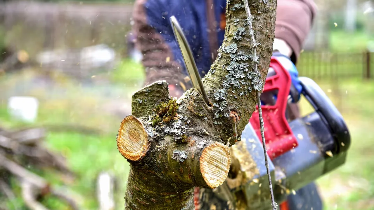 Att fälla träd med eftertanke