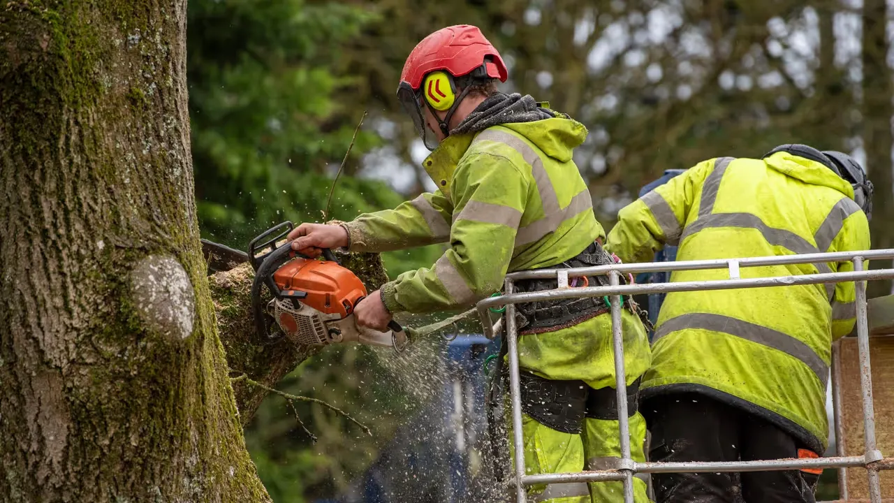 Att fälla träd med omtanke och mod