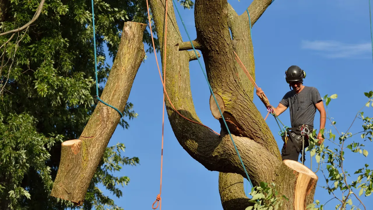 Att fälla träd med omtanke och säkerhet