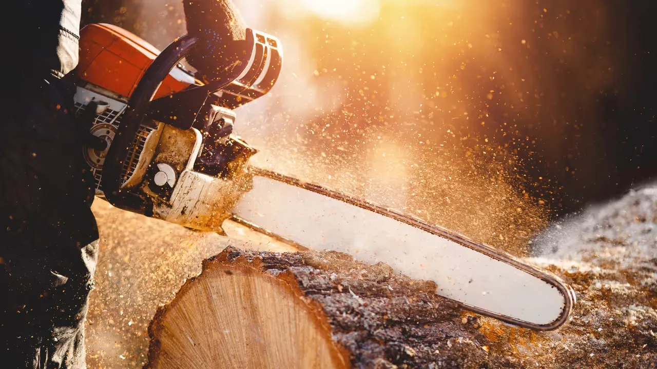 Att fälla träd med omtanke och teknik